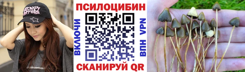 купить наркотики цена  Сегежа  blacksprut онион  Галлюциногенные грибы Cubensis 